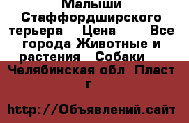 Малыши Стаффордширского терьера  › Цена ­ 1 - Все города Животные и растения » Собаки   . Челябинская обл.,Пласт г.